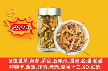 苏尼特左旗回收散虫草